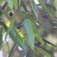 Hydnocarpus castaneus Hook.f. & Thomson